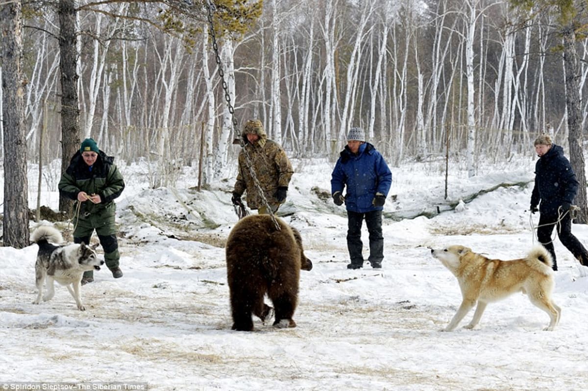 Ilegální trápení medvědů v Rusku - Obrázek 8