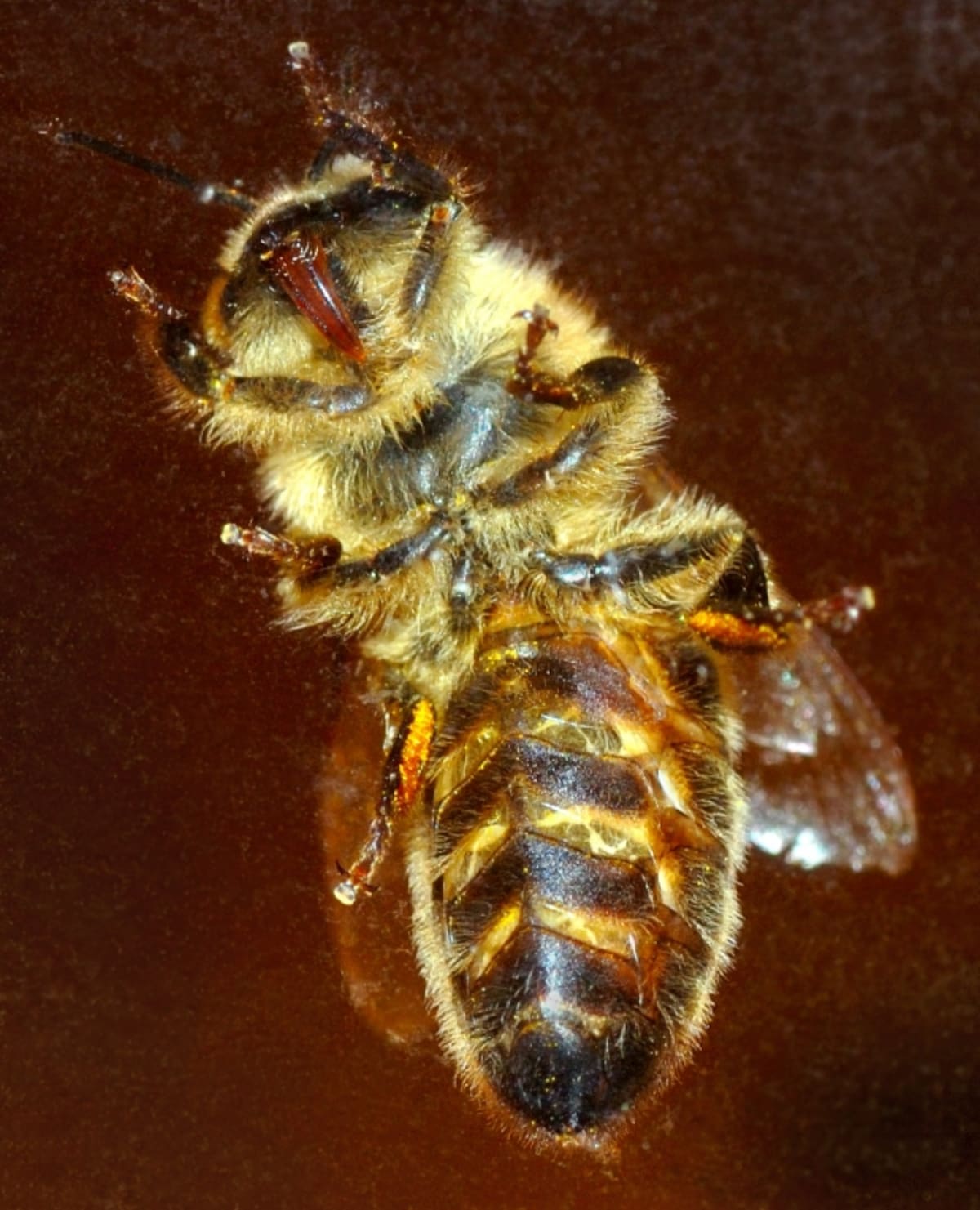 Rostliny, které by se bez opylování včelami těžko obešly tvoří skupinu 40 000 druhů