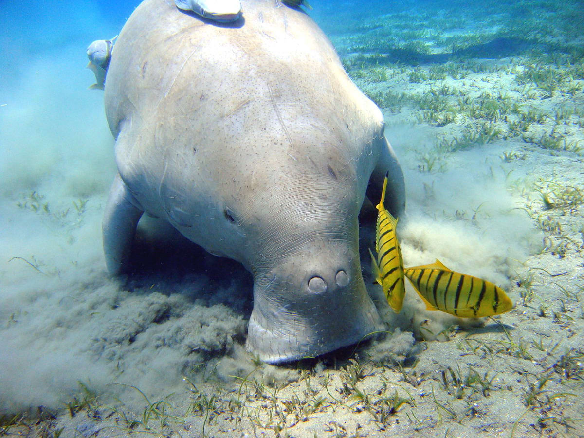 dugong indicky - podmořský savec