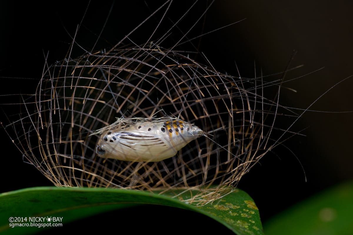 Nejkrásnější hmyz Singapuru - Obrázek 7