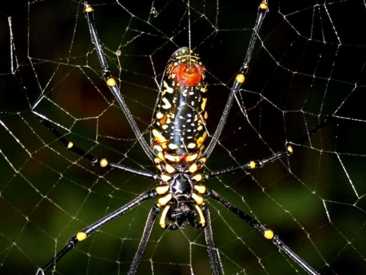 Tento pavouk tká tak silné sítě, že se v nich zachytí i pták!