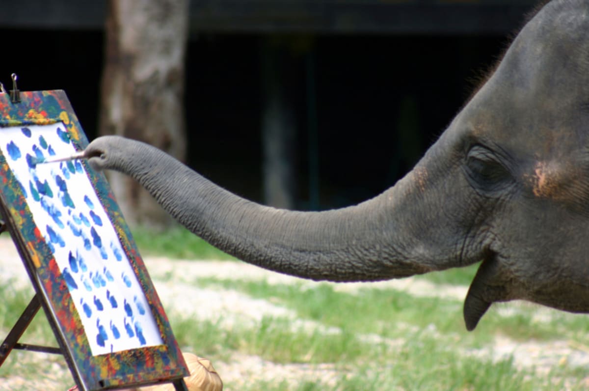 Chytrý slon