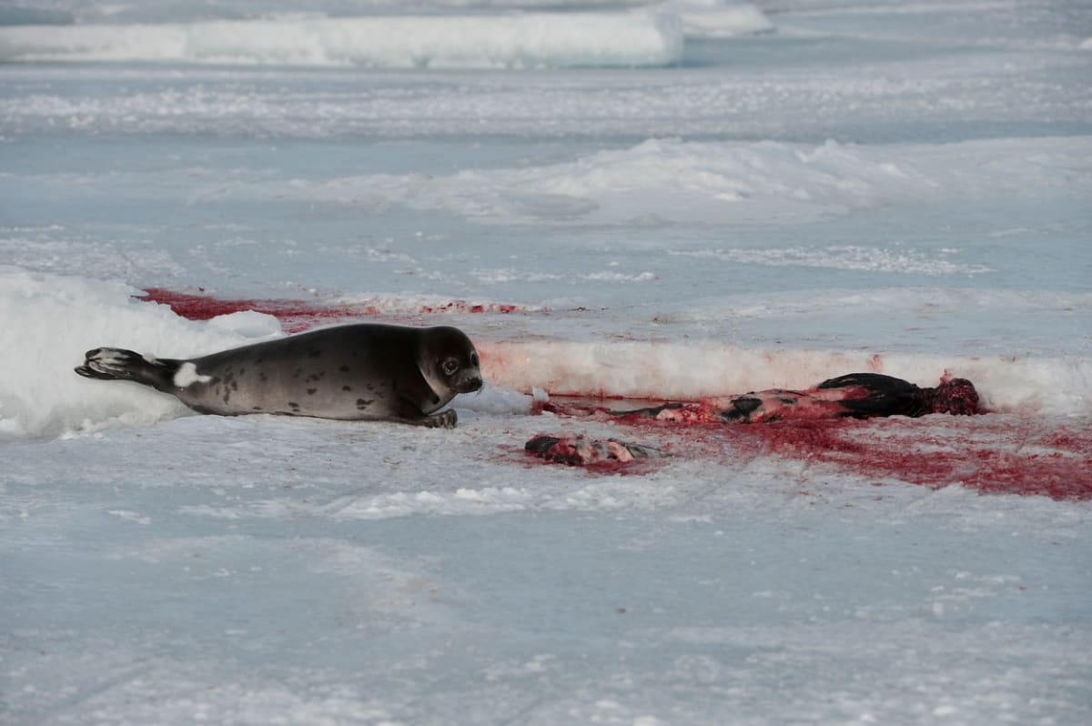 Vybíjení tuleňů v Kanadě - Obrázek 6
