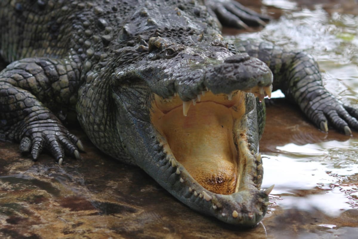 Čelisti krokodýlů a aligátorů