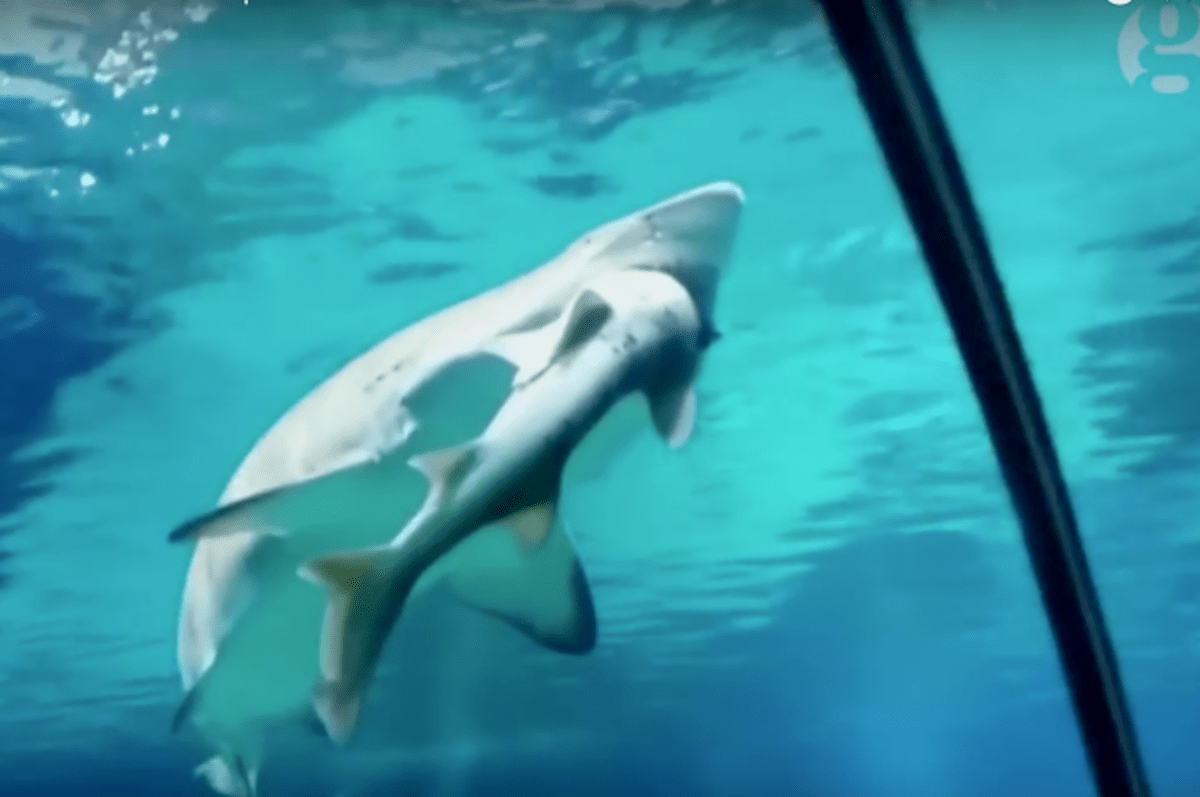 Žralok s žralokem v tlamě