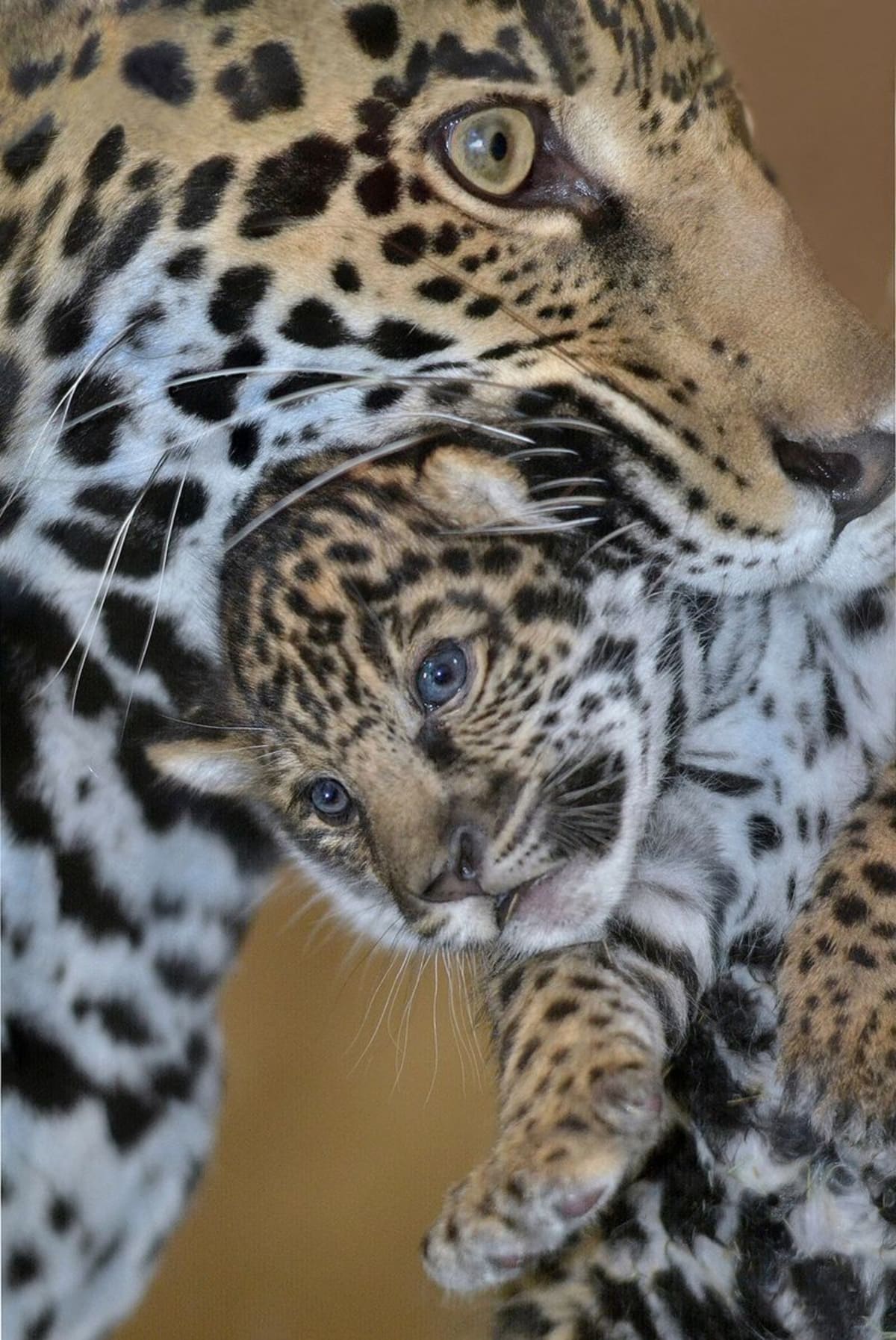 Mládě jaguára ze San Diega Zoo - Obrázek 6