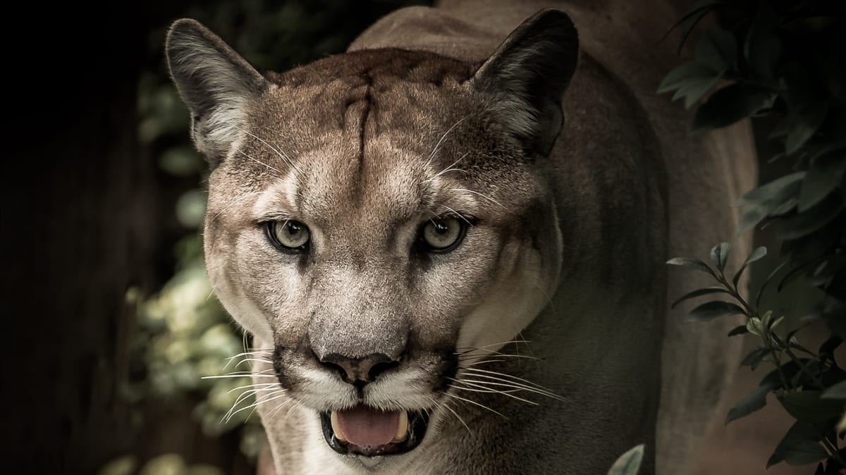 Puma americká - stříbrný lev