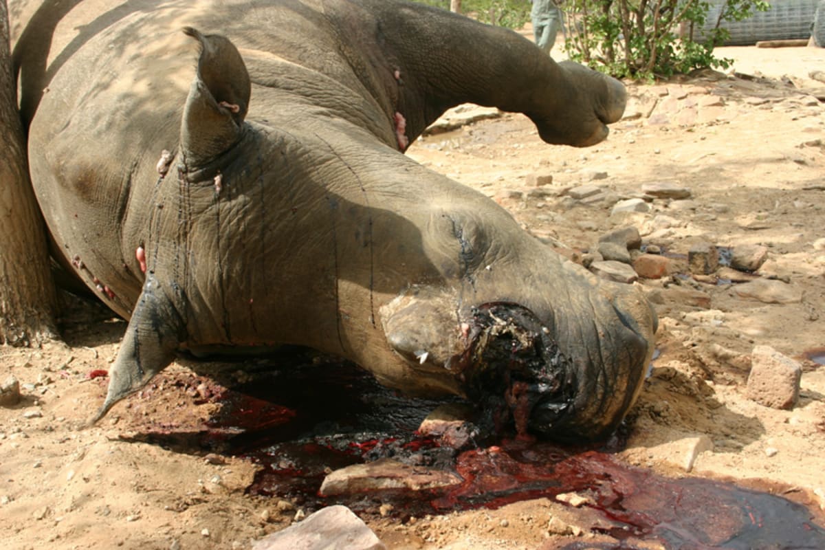 Pytlačení nosorožců