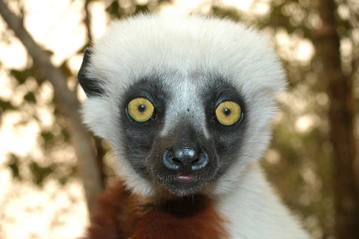 Madagaskarští duchové - sifaka Coquerelův
