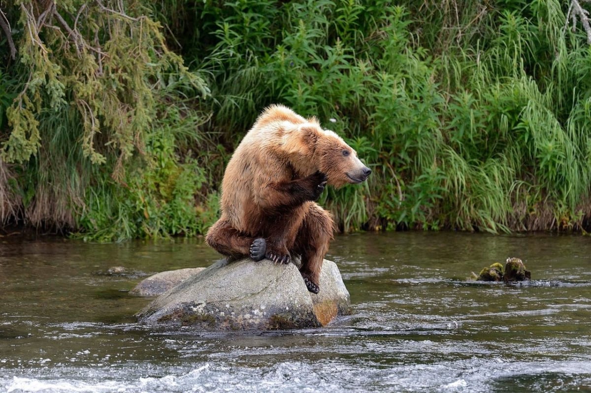 Když se medvědům nedaří rybolov - Obrázek 8