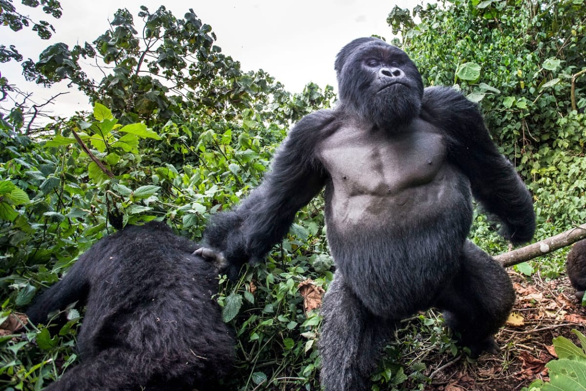 Tváří v tvář rozlobené gorile - Obrázek 4
