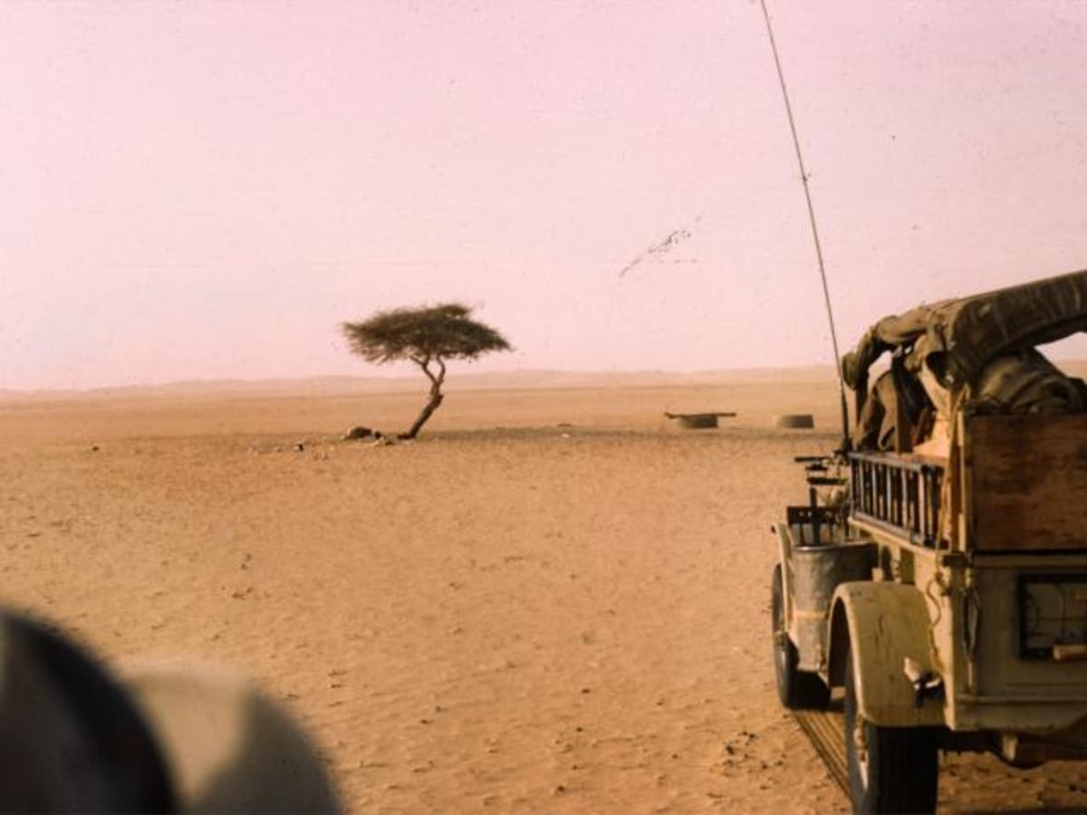 Strom ze saharského Ténéré