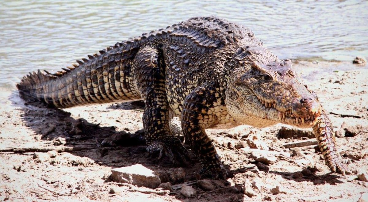 krokodýl kubánský 1