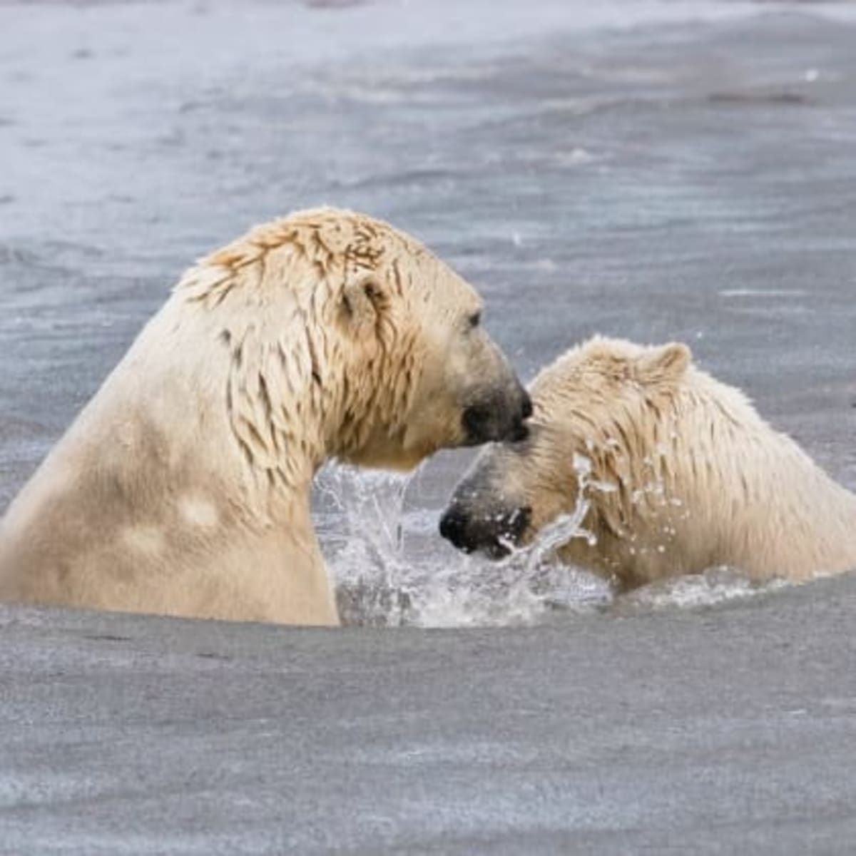 Lední medvědi a fotobombing na Aljašce