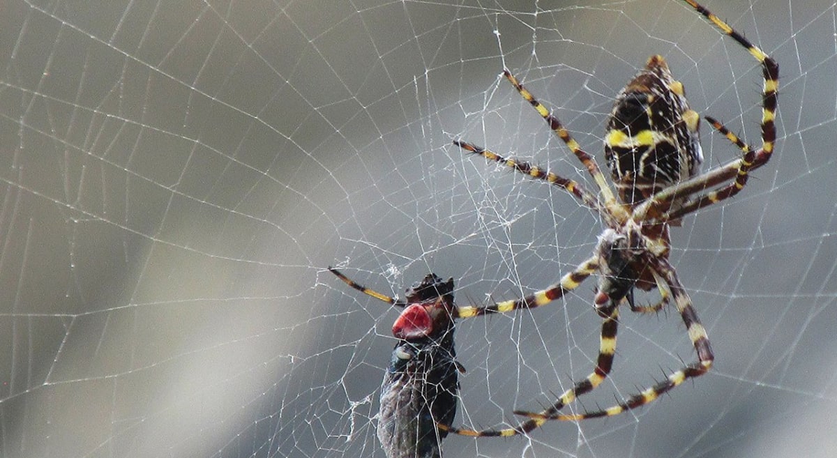 Pavoučí síť i s kořistí