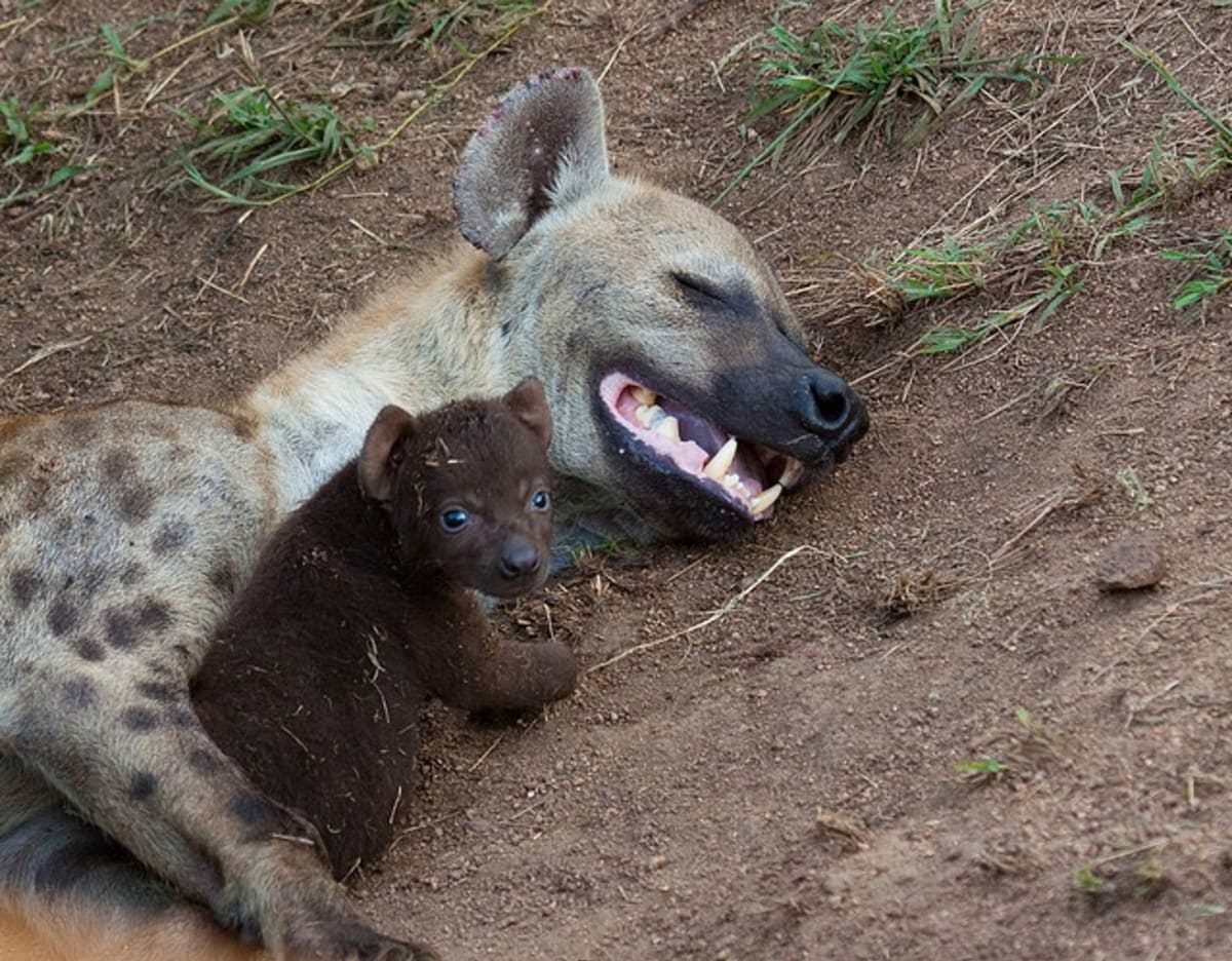 Nevěříte, že hyeny jsou roztomilé? - Obrázek 10