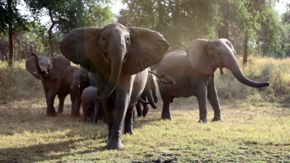 Soukromý život slonů