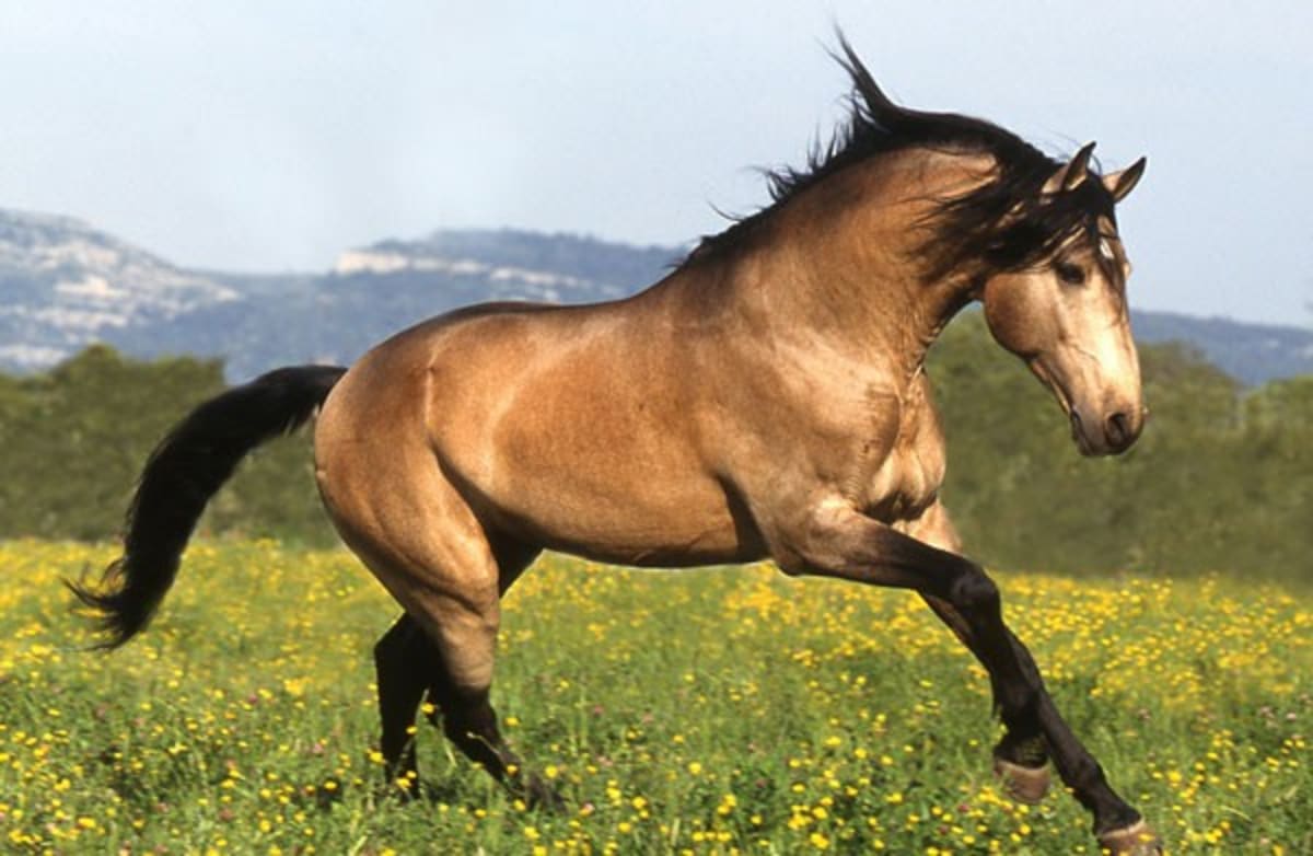 Nejpodivněji a nejkrásněji zbarvení koně - Obrázek 8