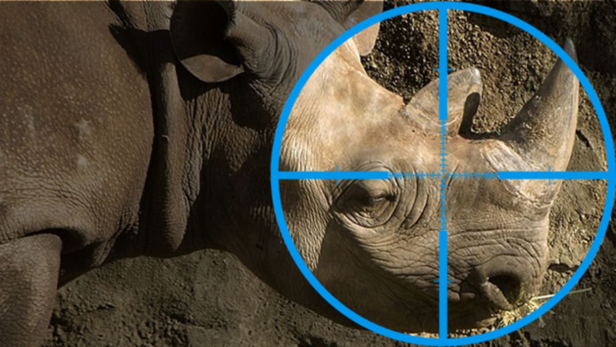 Nosorožec v zaměřovači