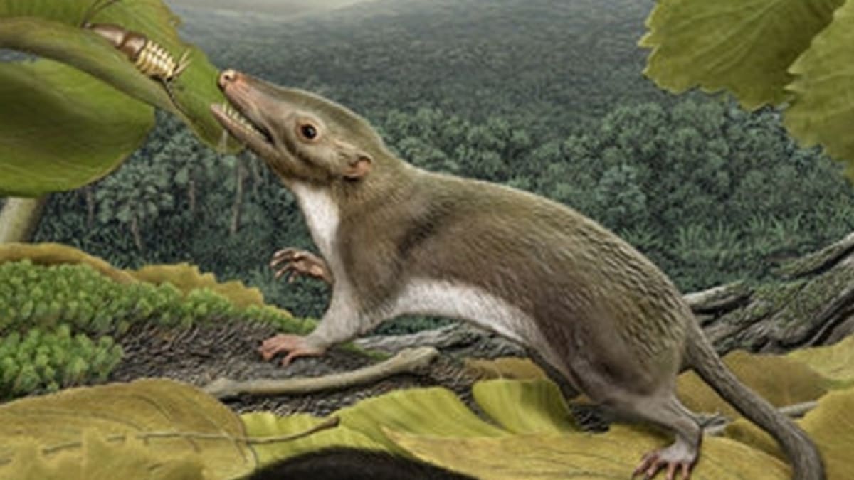 human rat ancestor