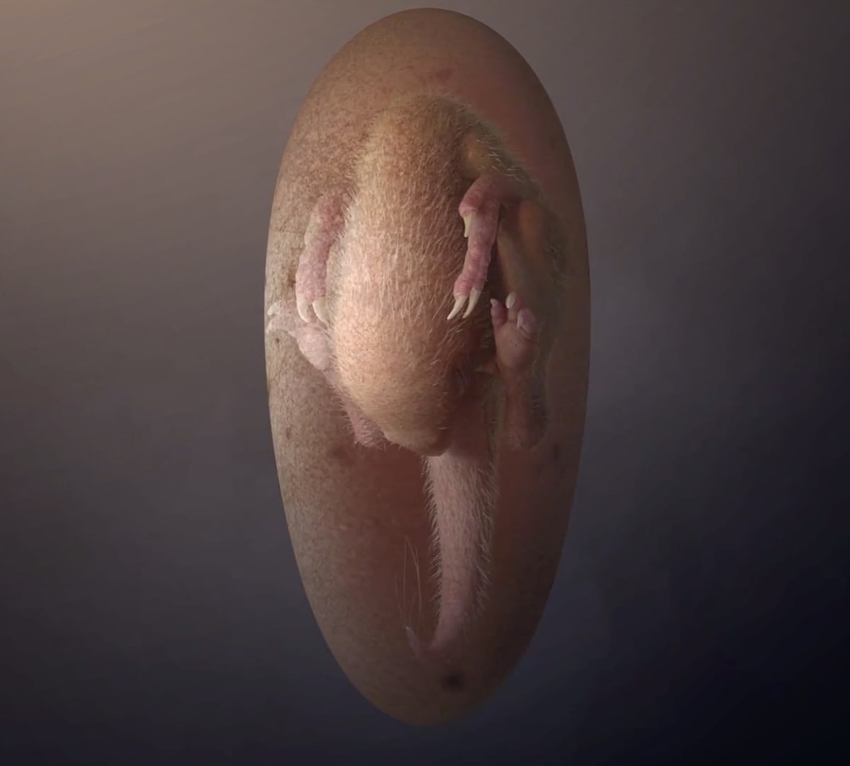 Reprodukce nalezeného embrya