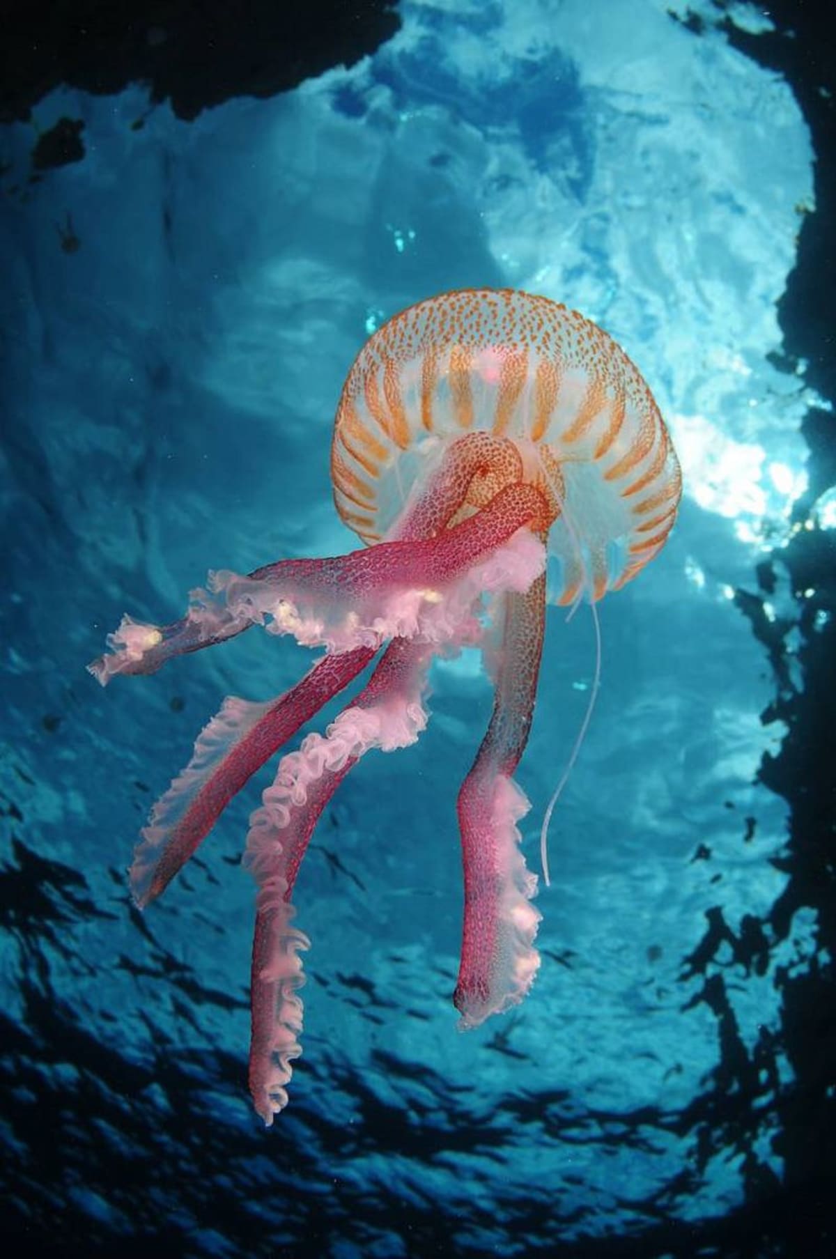 Smrtící krása medúzy
