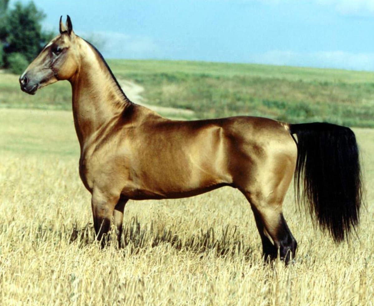 Achaltekinský kůň - Obrázek 9