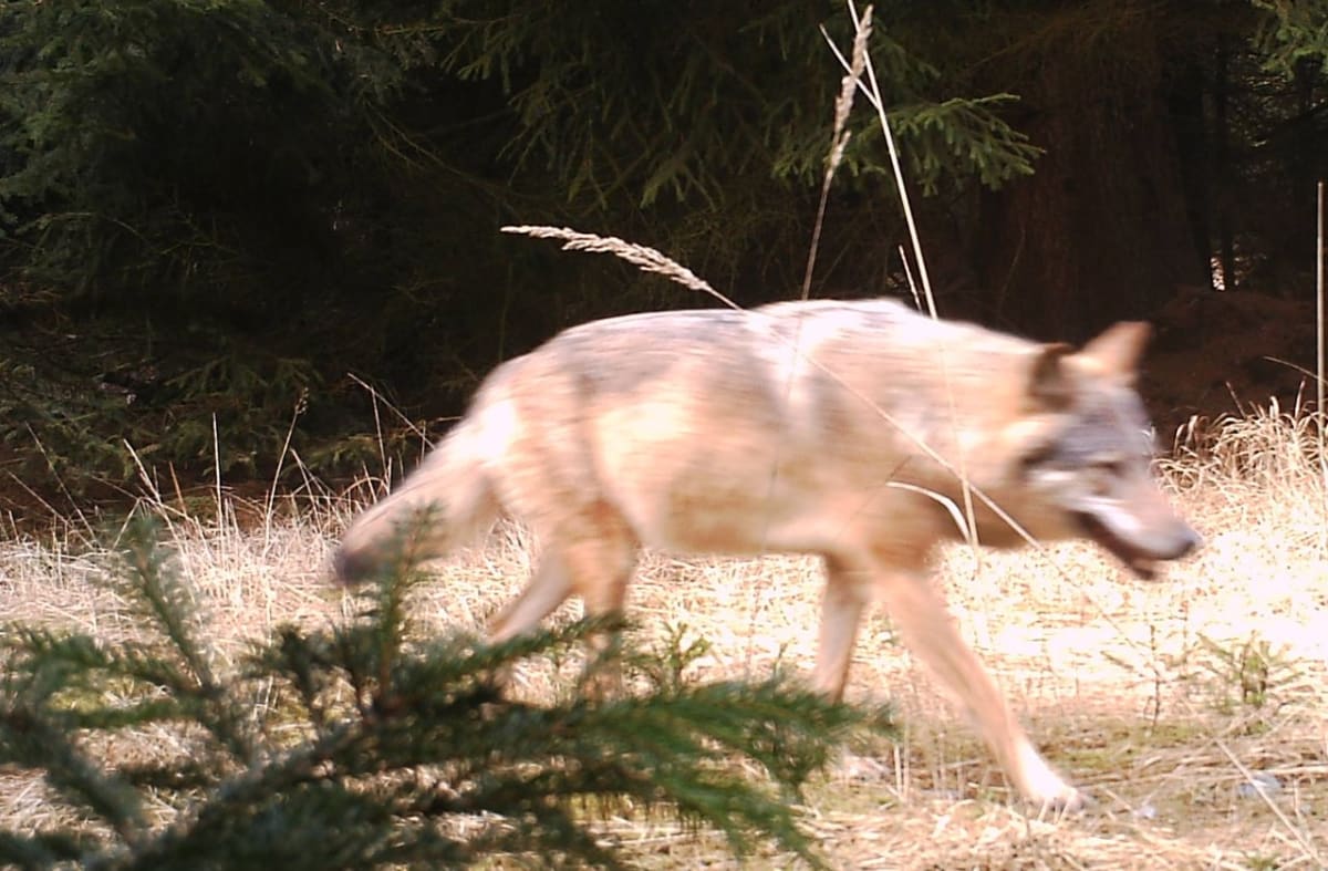 Vlk v Česku, detail