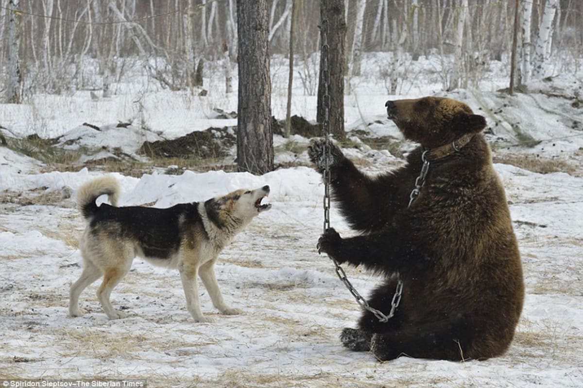 Ilegální trápení medvědů v Rusku - Obrázek 3