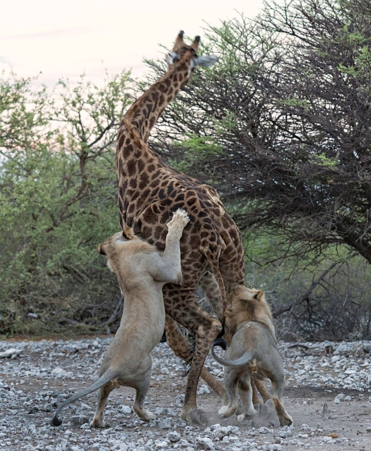 Dva lvi proti jedné žirafě - Obrázek 5