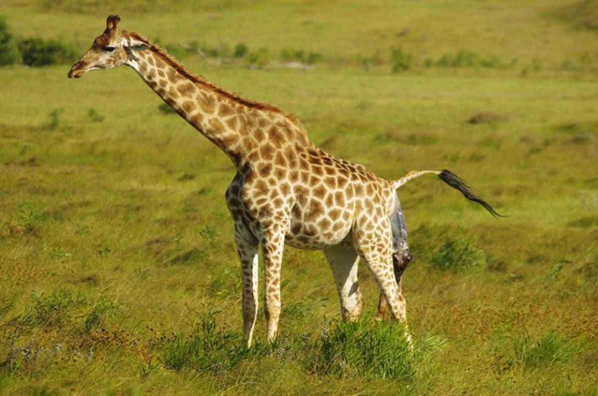 GALERIE: Porod žirafy v přímém přenosu! - Obrázek 1