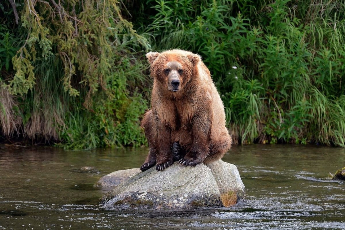 Když se medvědům nedaří rybolov - Obrázek 5