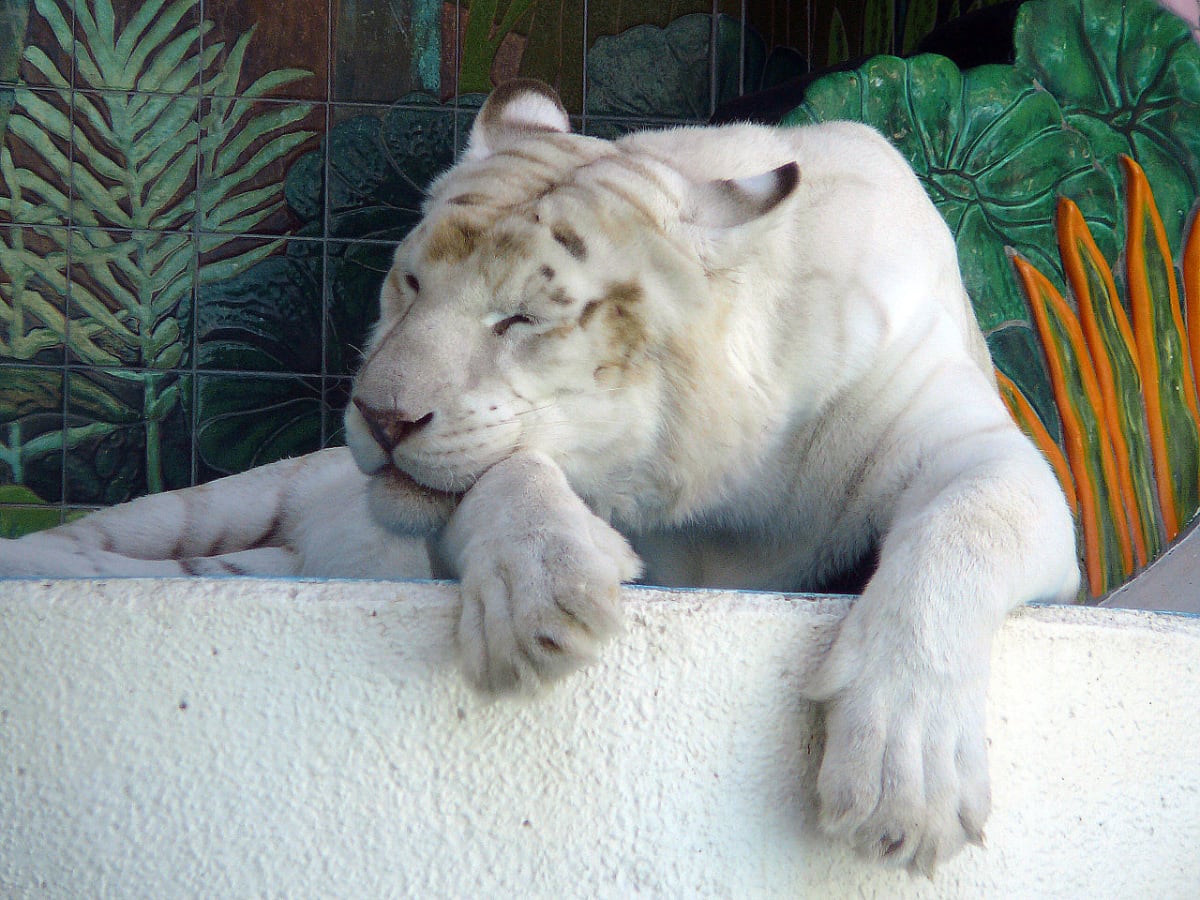 Bílí tygři ze ZOO v Las Vegas