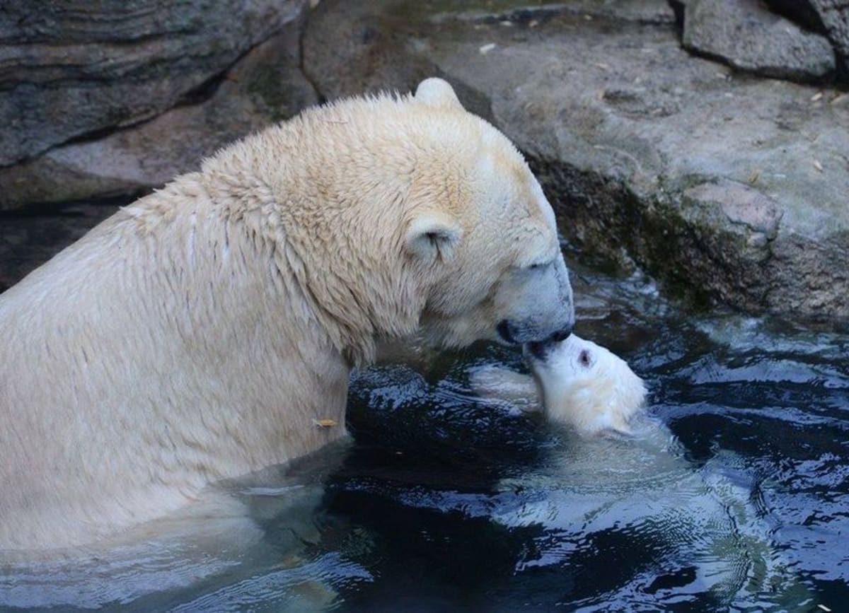 Malý lední medvídek s mámou - Obrázek 1