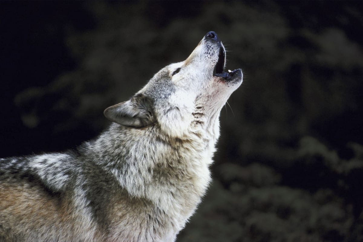 Vyjící vlk o sobě dává vědět na kilometry daleko