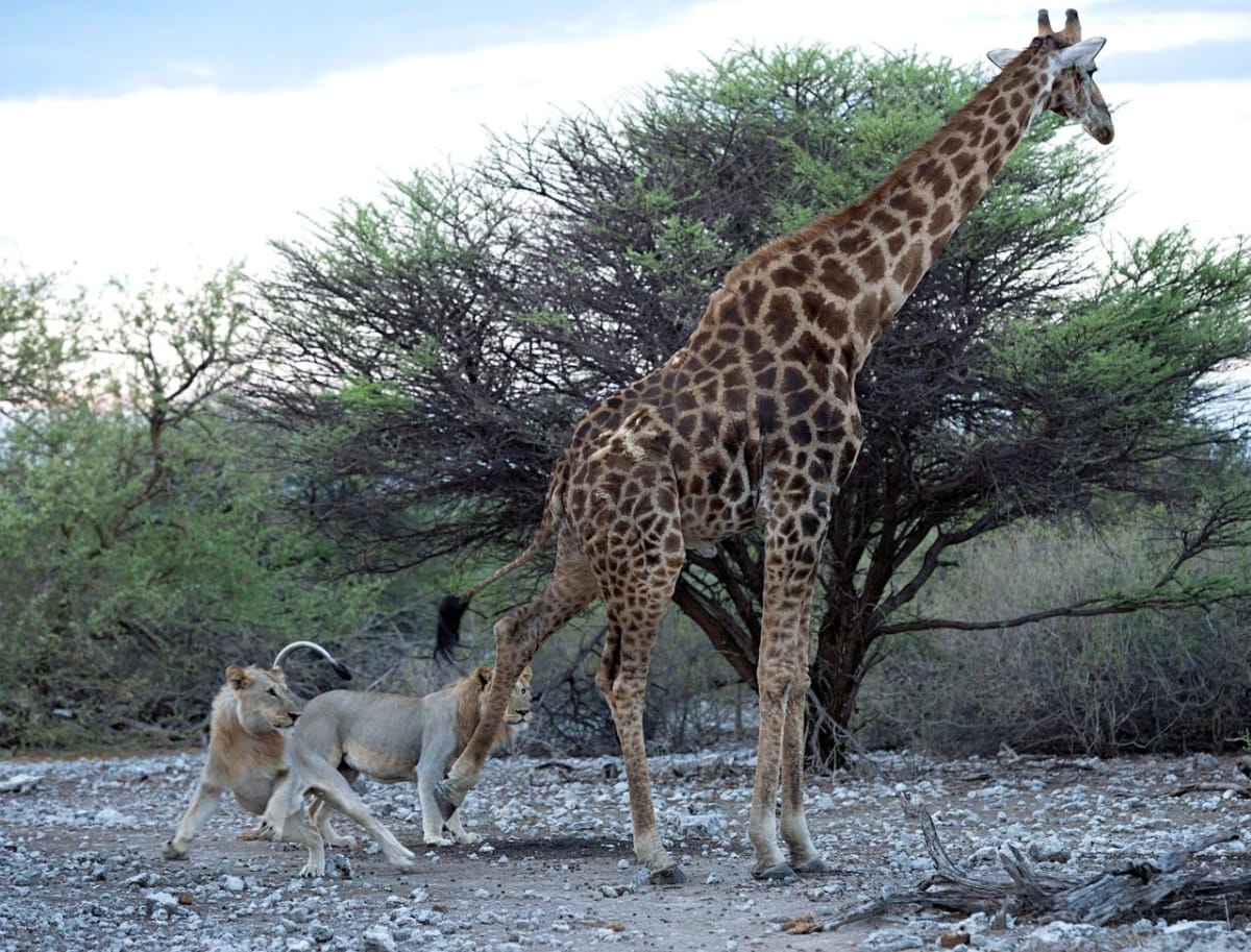 Dva lvi proti jedné žirafě - Obrázek 2