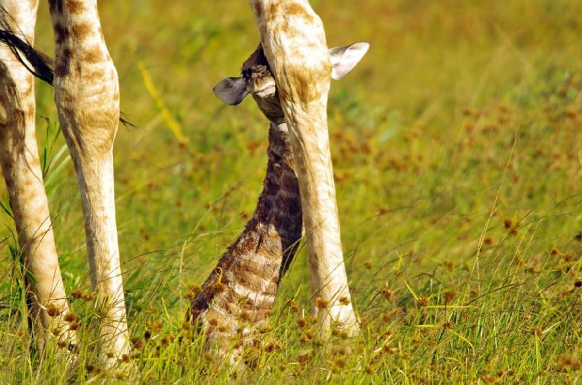 GALERIE: Porod žirafy v přímém přenosu! - Obrázek 13