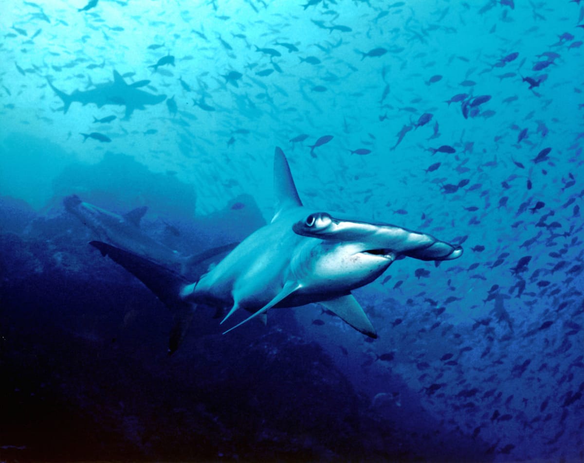 Žraloci kladivouni