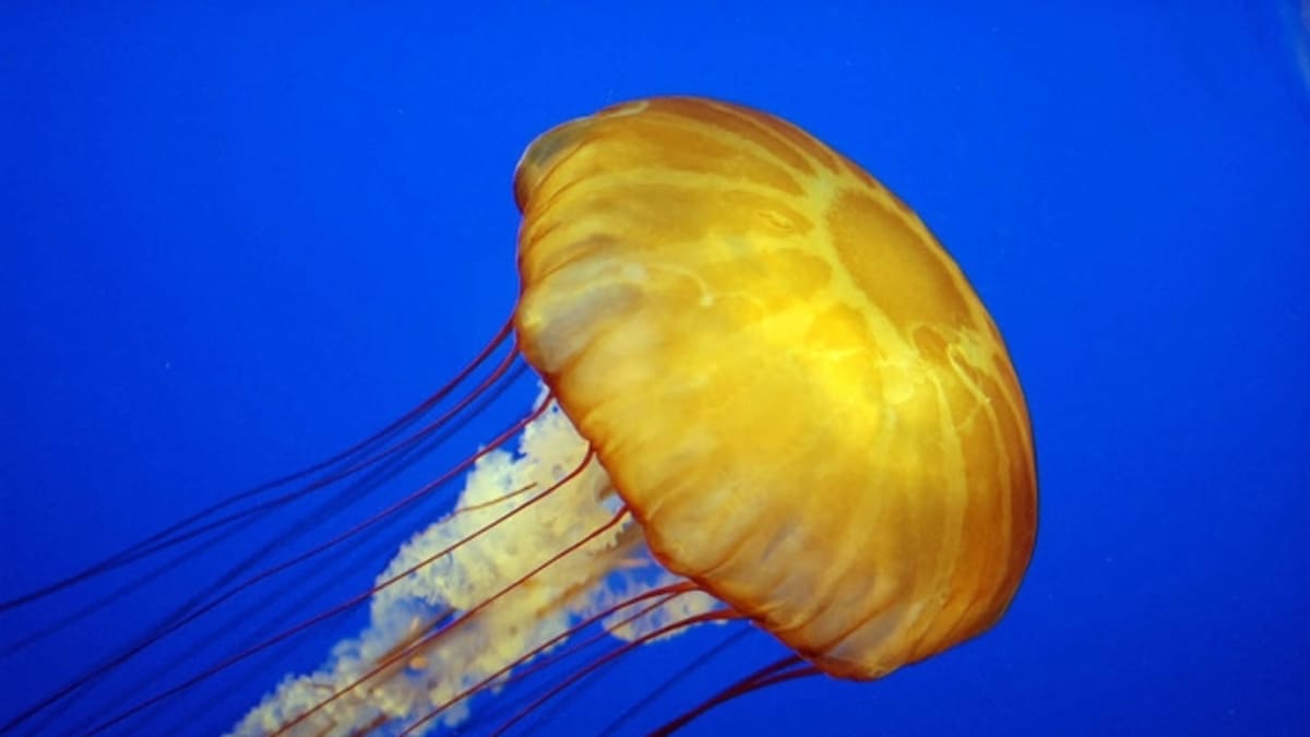 Barevná medúza je postrachem Kalifornie. Na plážích jich bývají tísíce. FOTO: Wikinedia Commons