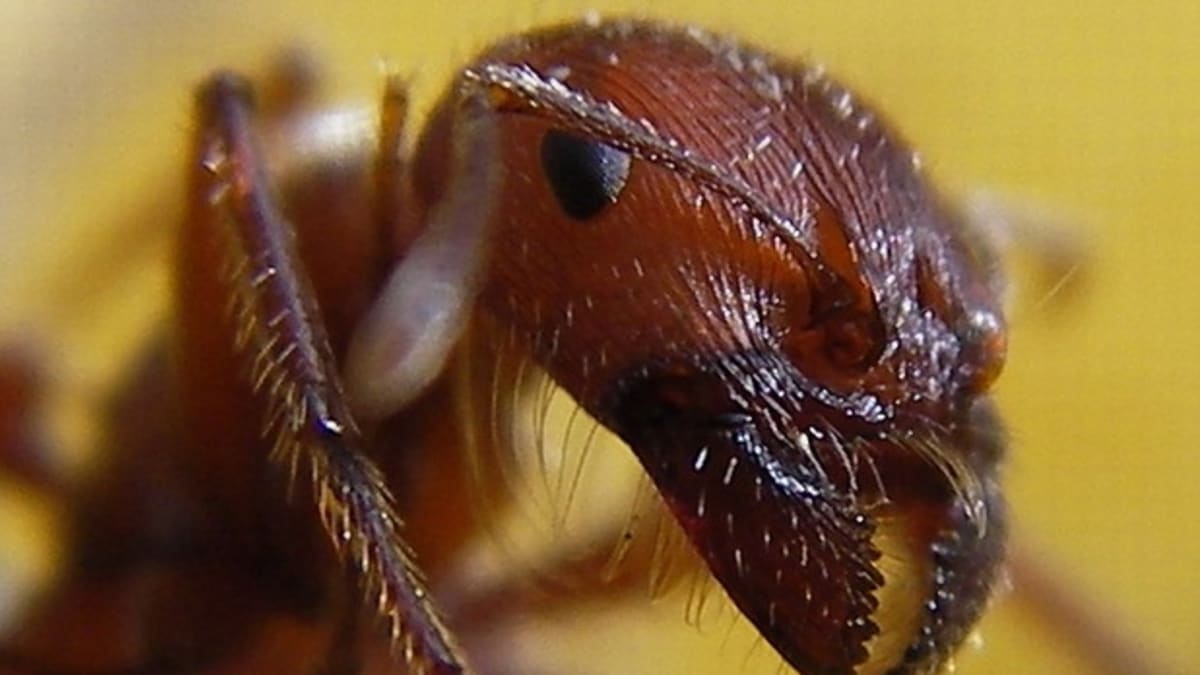 Červený mravenec Pogonomyrmex barbatus