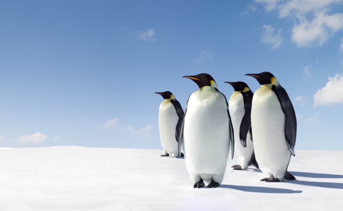 Tučňáci na stráži