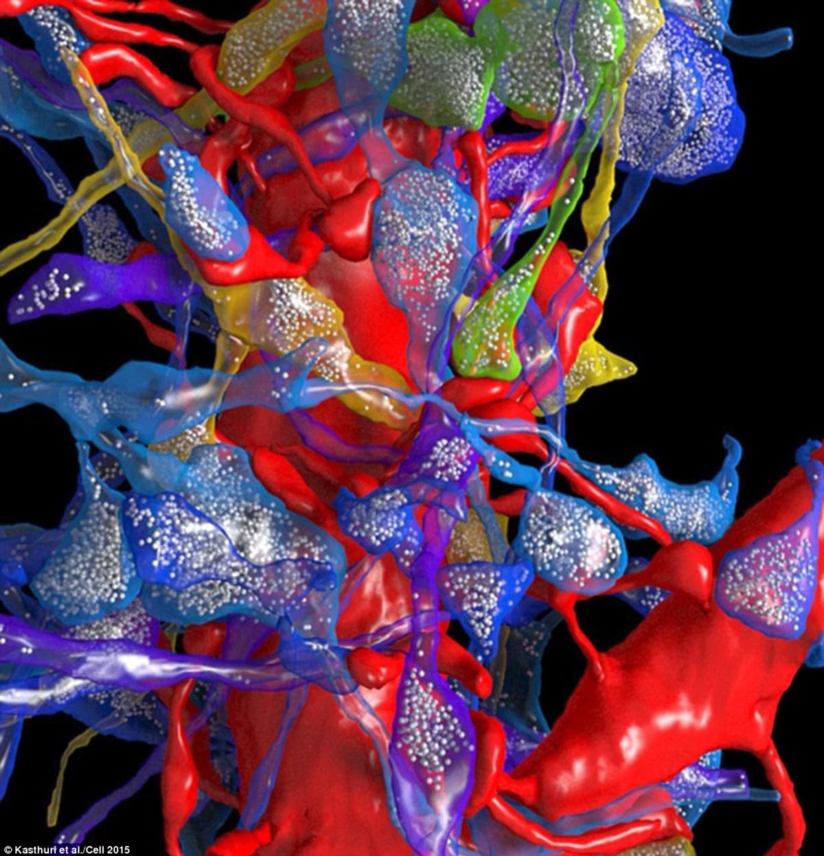 LIdský mozek ve 3D - Obrázek 2
