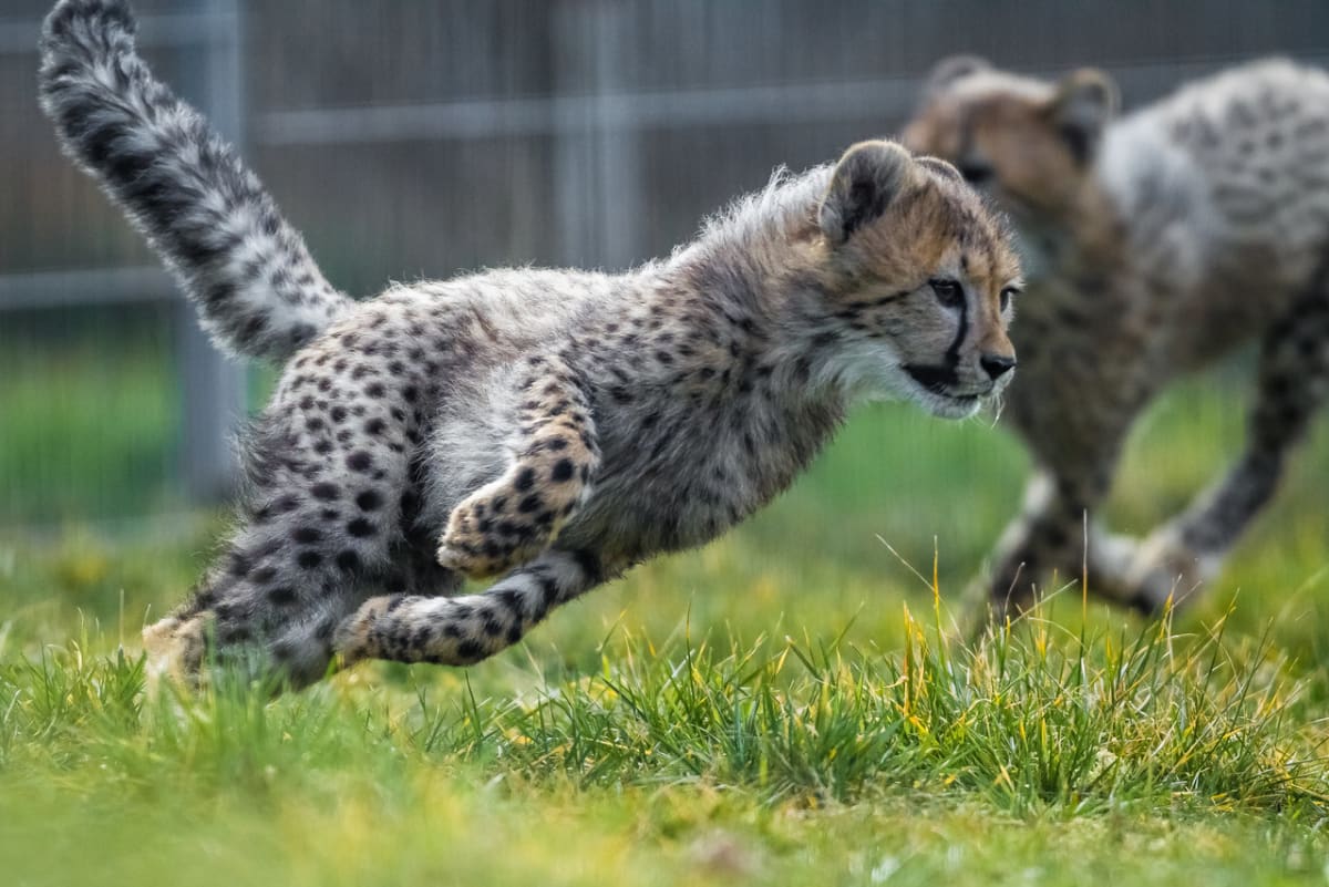 Gepardí mláďata v Zoo Praha - Obrázek 9