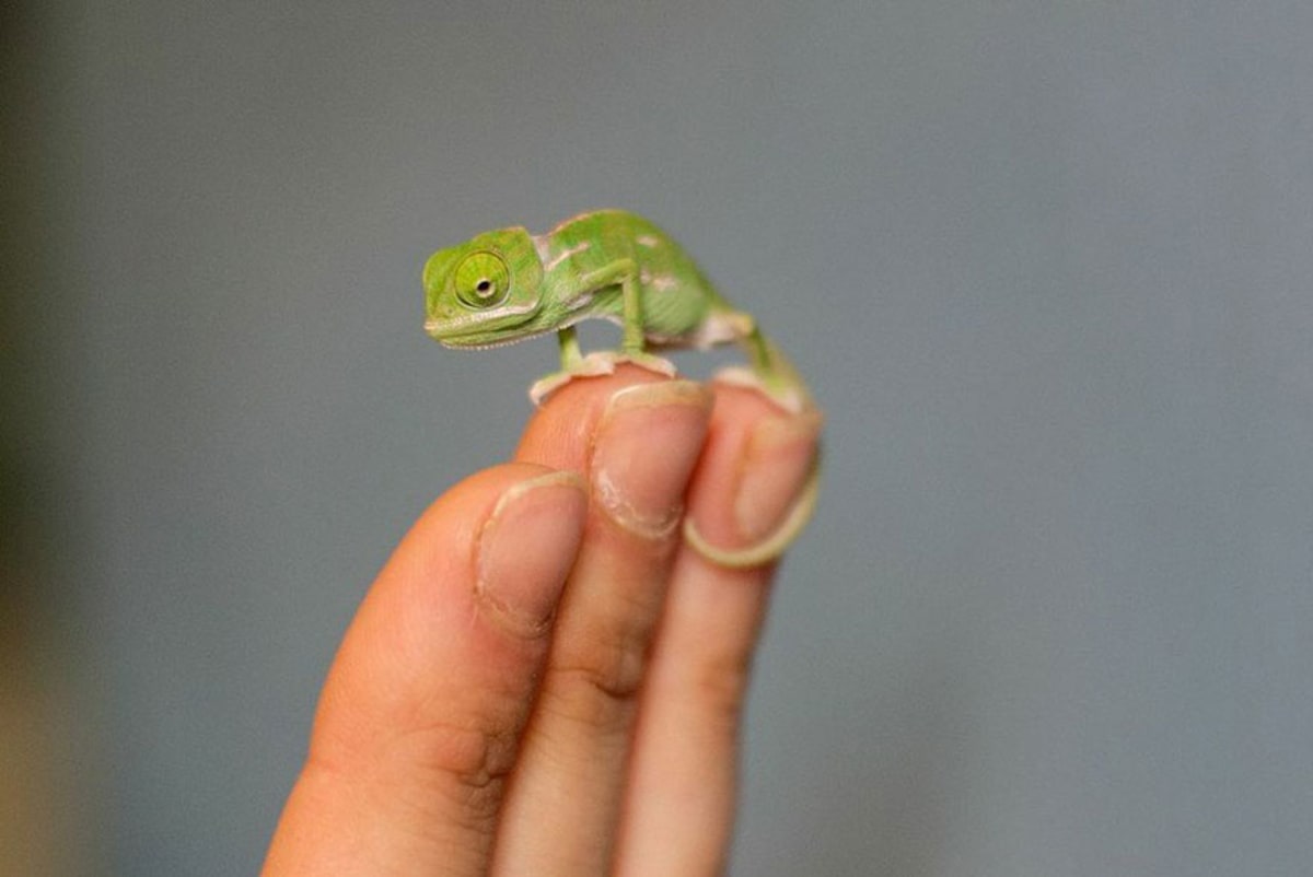 Novorození chameleoni ze zoo Sydney - Obrázek 8