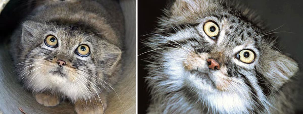 Manulové: krásné a zcela ohrožené divoké kočky - Obrázek 12