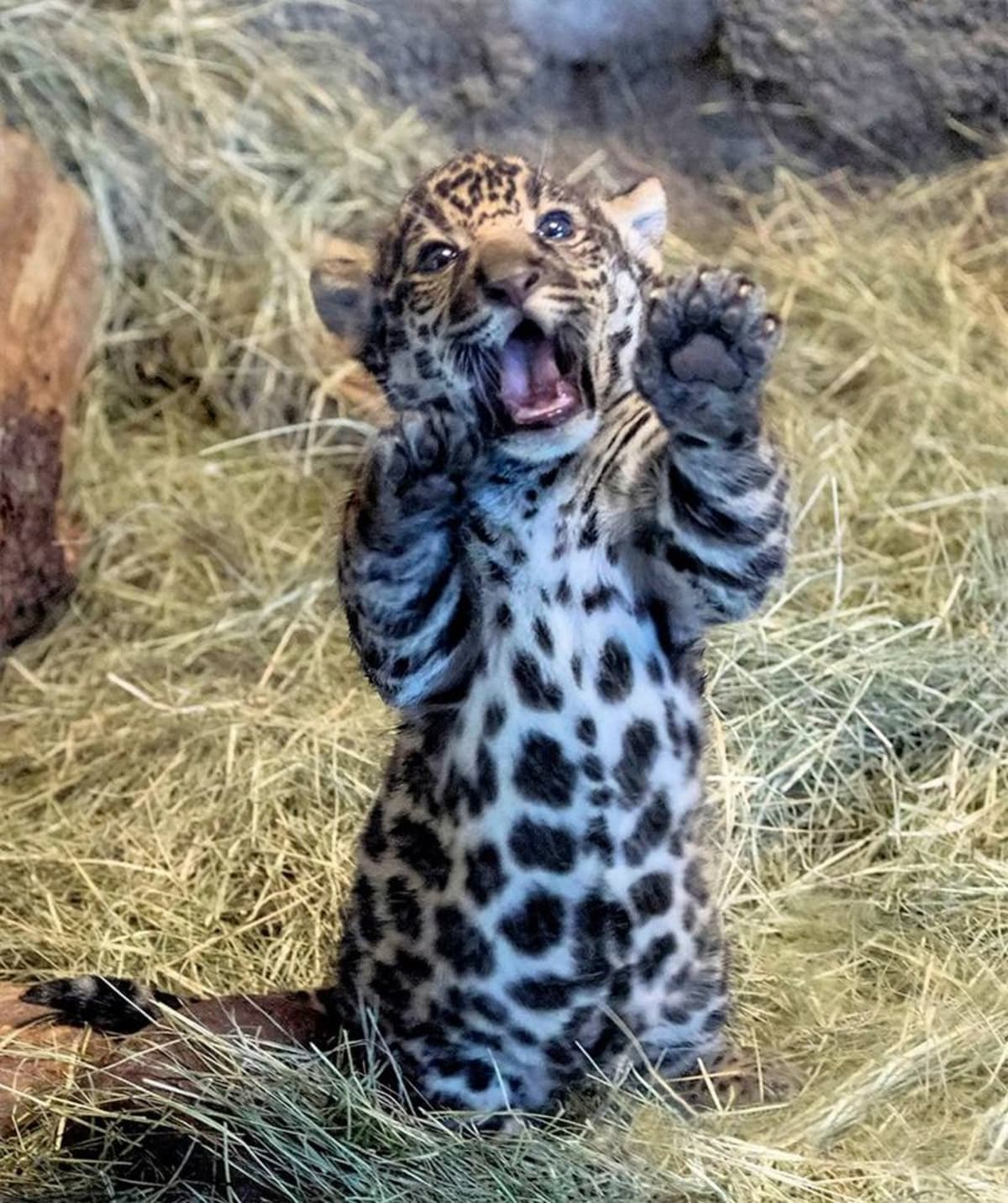 Mládě jaguára ze San Diega Zoo - Obrázek 2