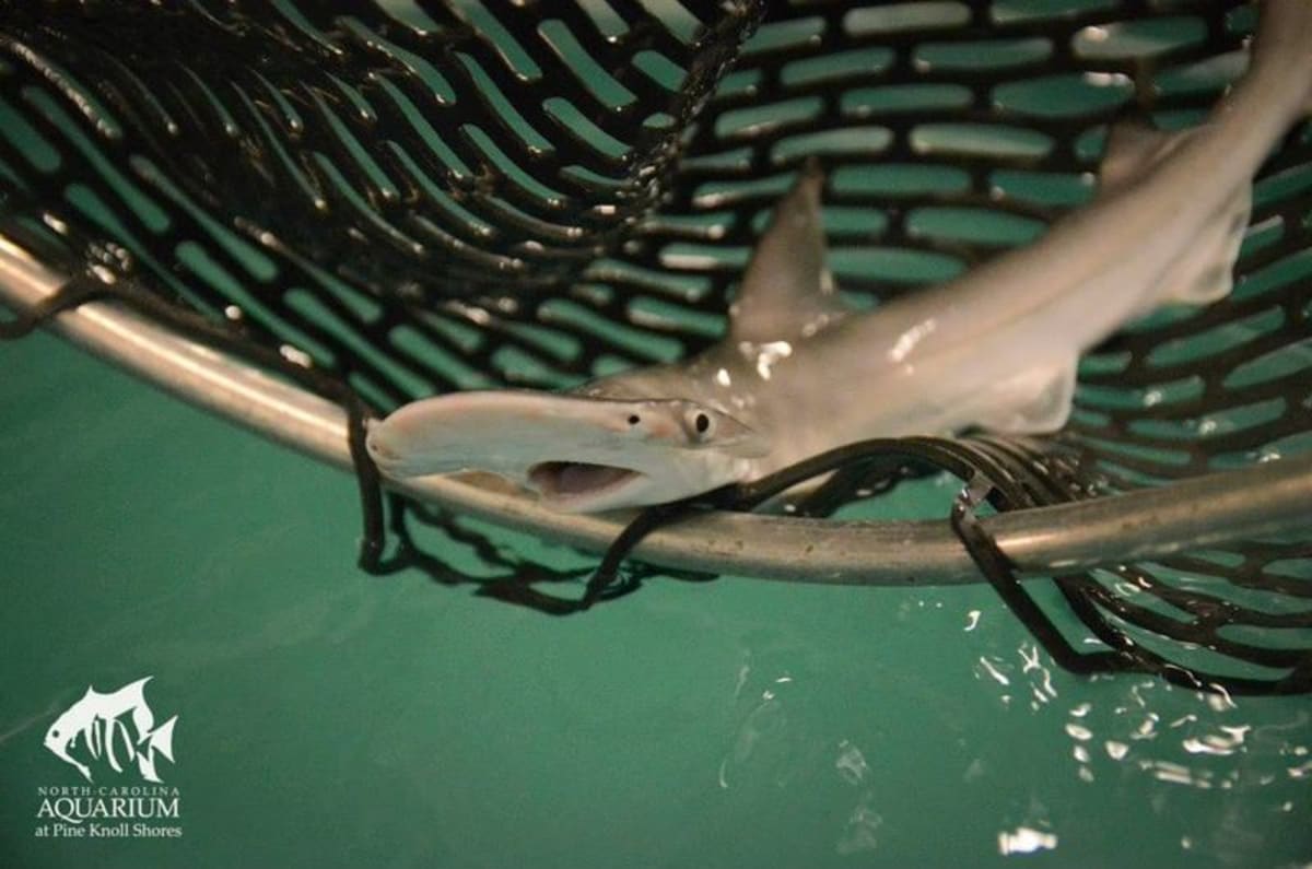 Mláďata žraloka kaldivouna tuburo - Obrázek 1