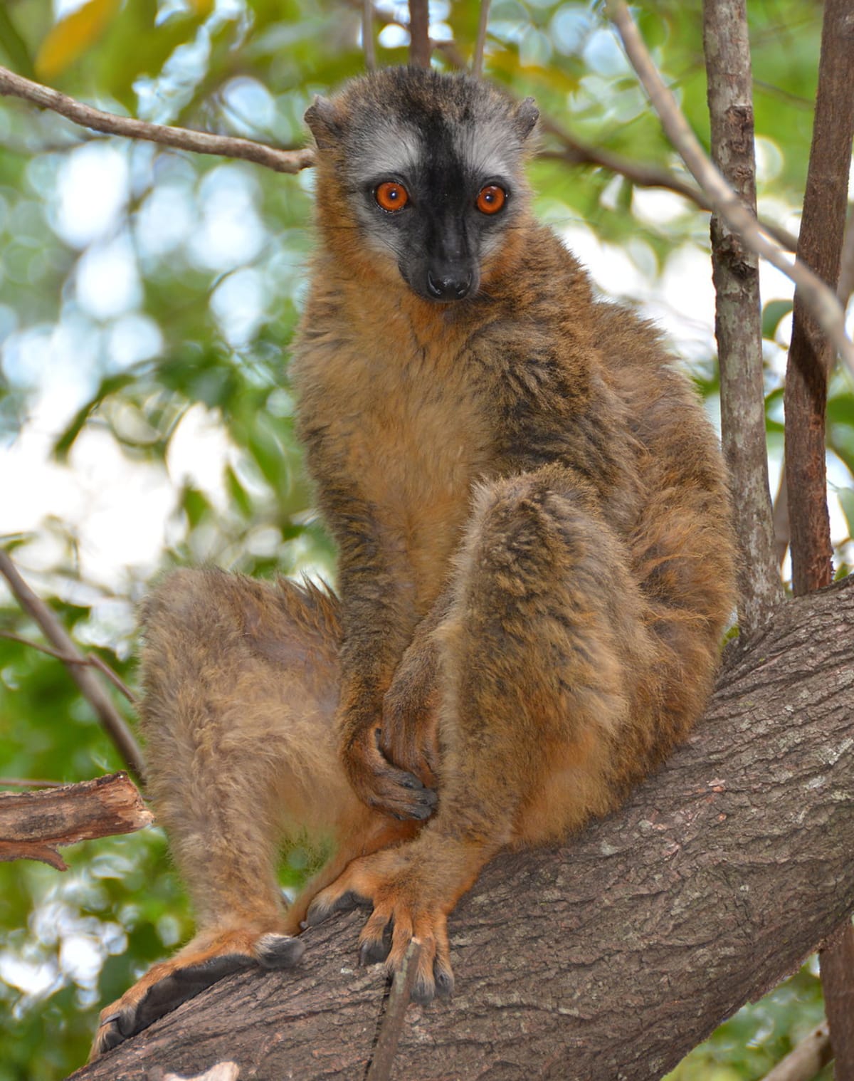 Madagaskarští duchové - lemur čevenavý