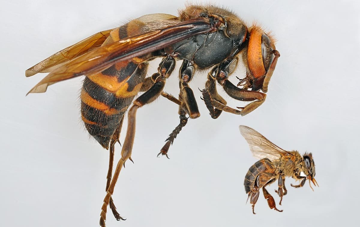 Sršeň mandarínská vs. včela