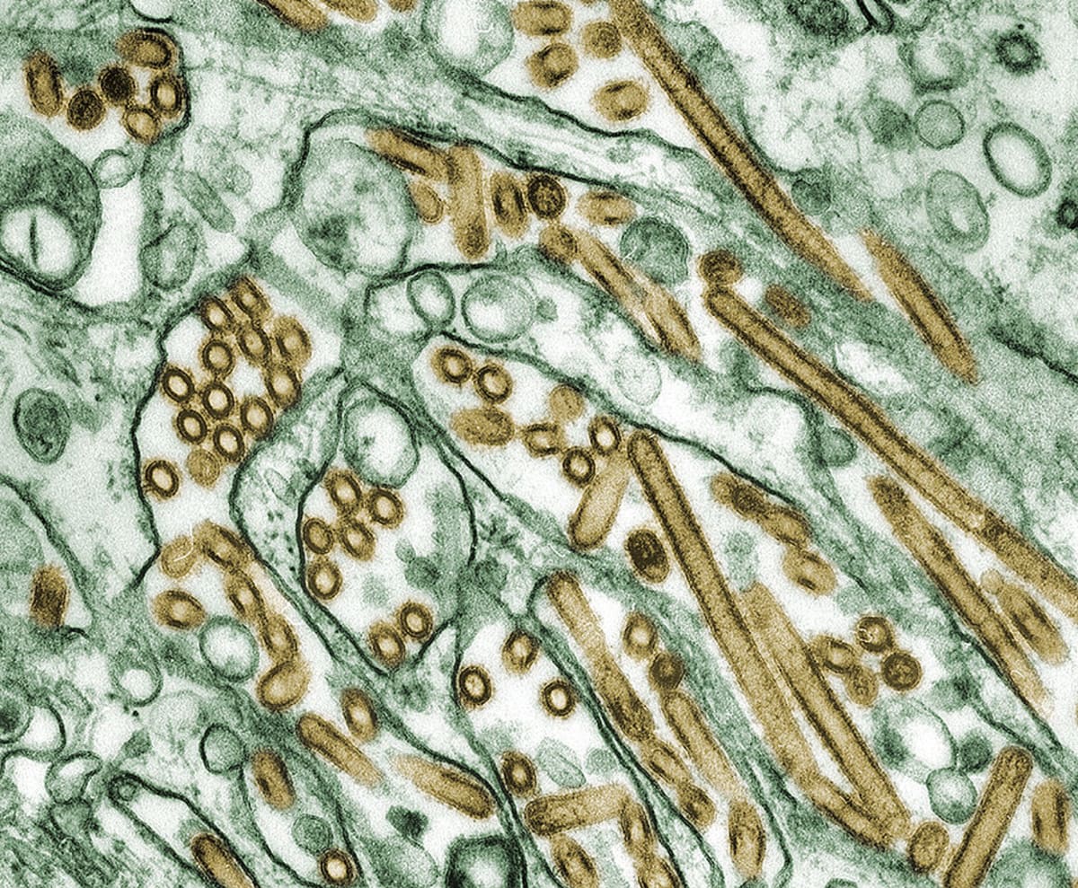 Virus ptačí chřipky H5N1 - zlaté tyčinky